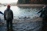 Ein Fisch von wahrer Größe: Der Waldviertler Karpfen