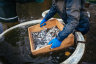 Ein Fisch von wahrer Größe: Der Waldviertler Karpfen